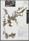 Foto von Salix retusa L.